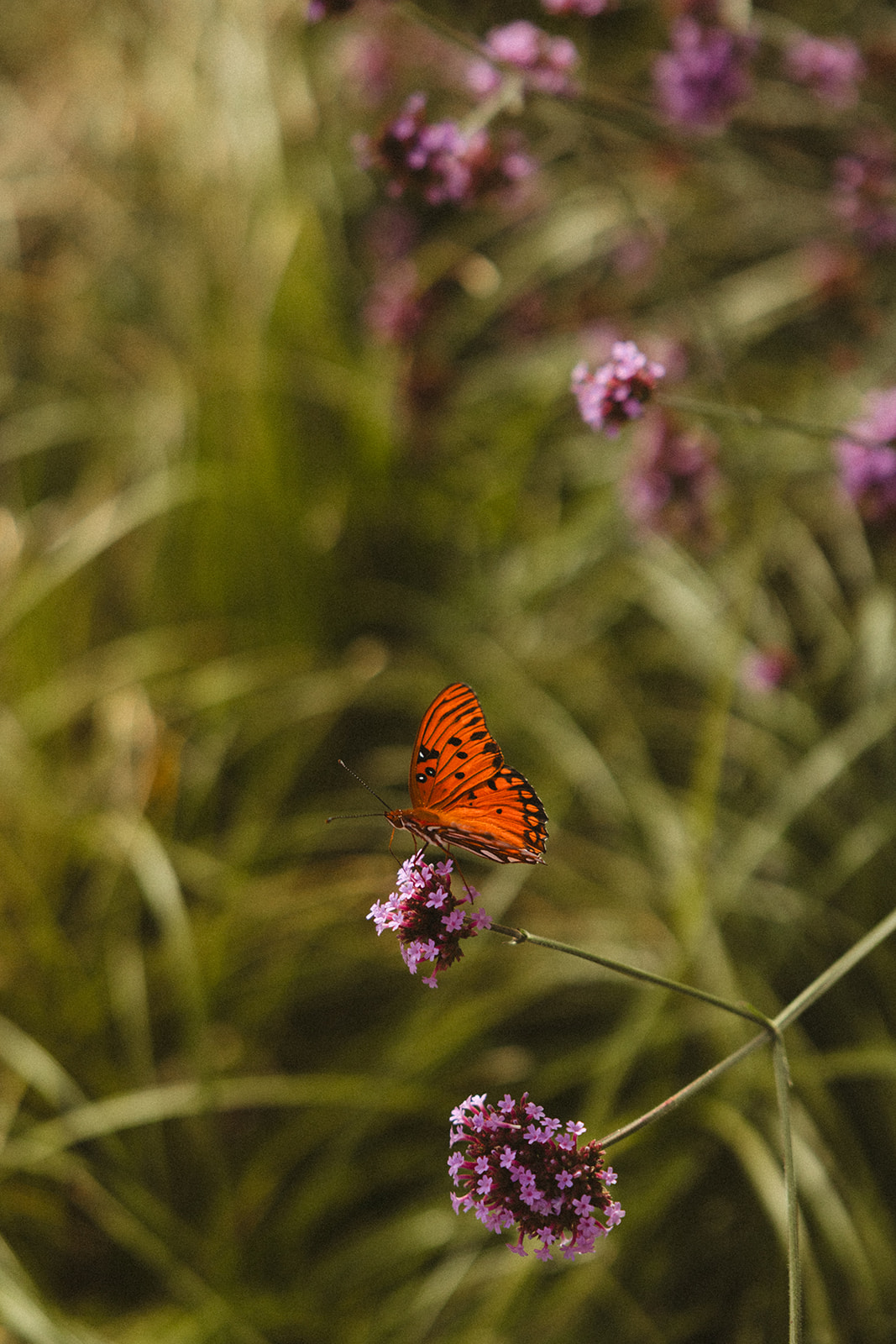 A butterfly on a flower at a renaissance wedding